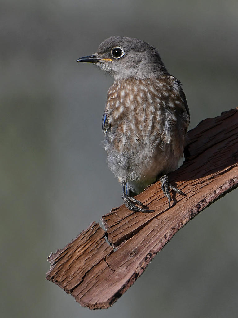 Bluebird3.jpg