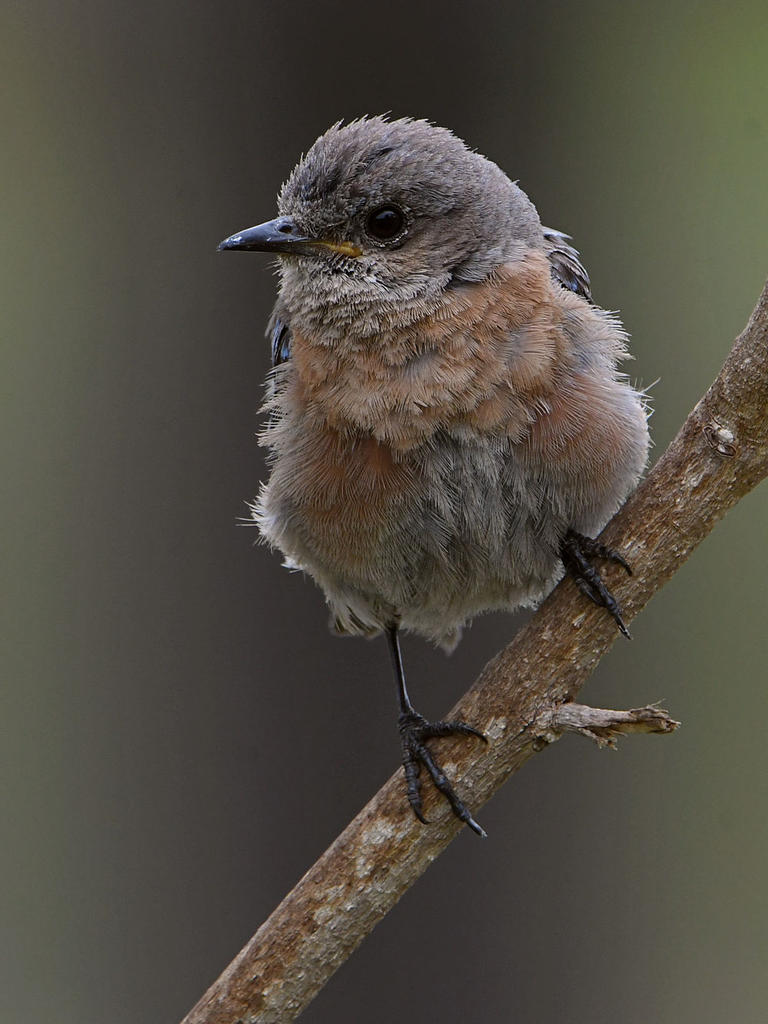 Bluebird3.jpg