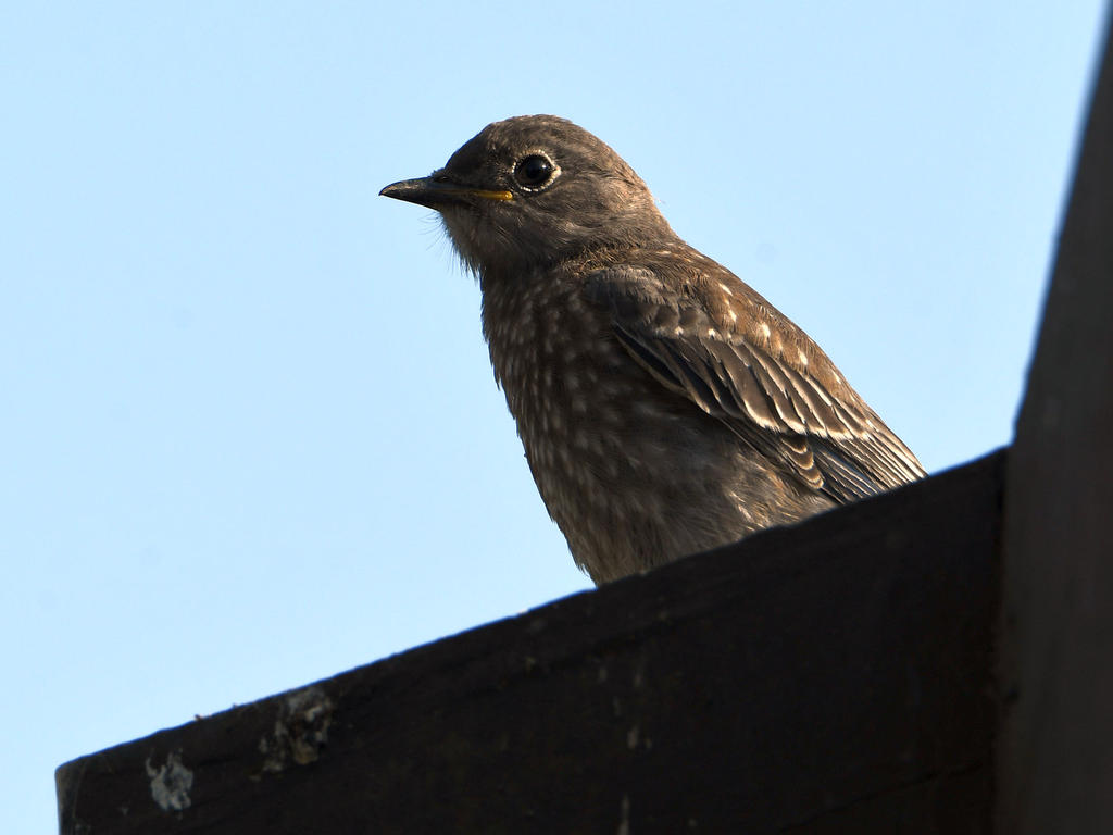 Bluebird3.jpg