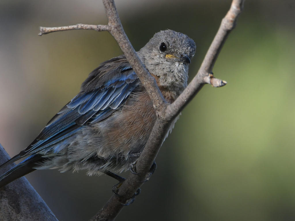 Bluebird3.jpg