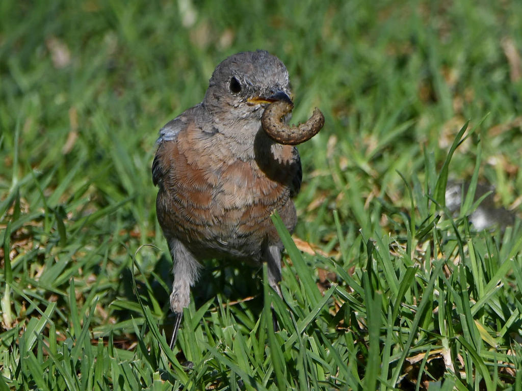 Bluebird3.jpg