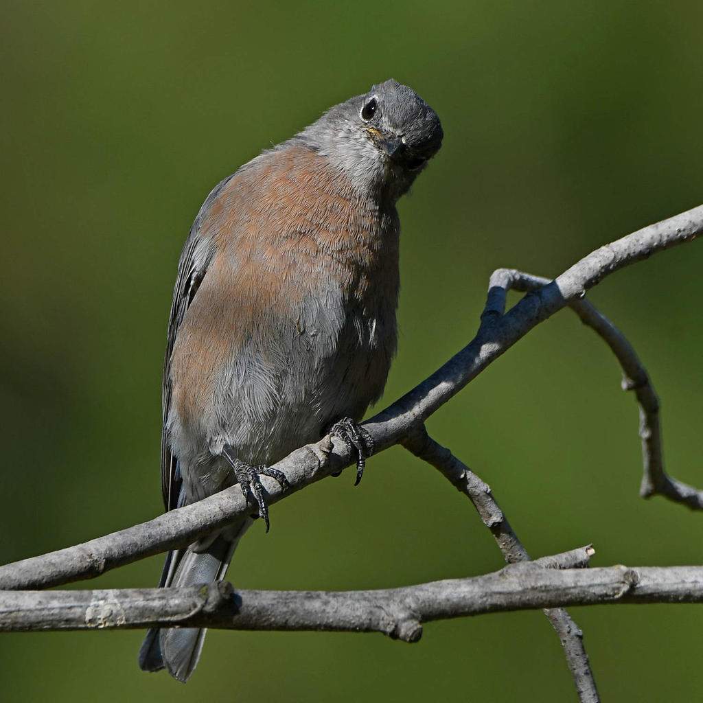 Bluebird3.jpg