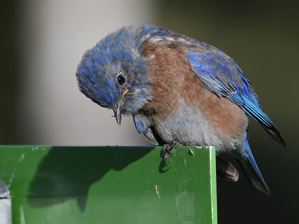 Bluebird3.jpg