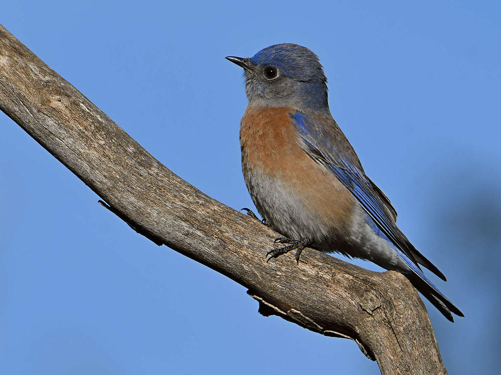 Bluebird3.jpg