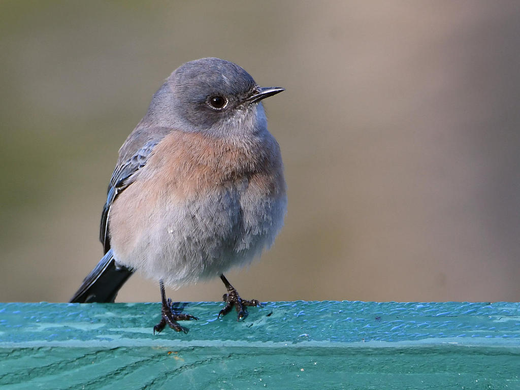 Bluebird3.jpg