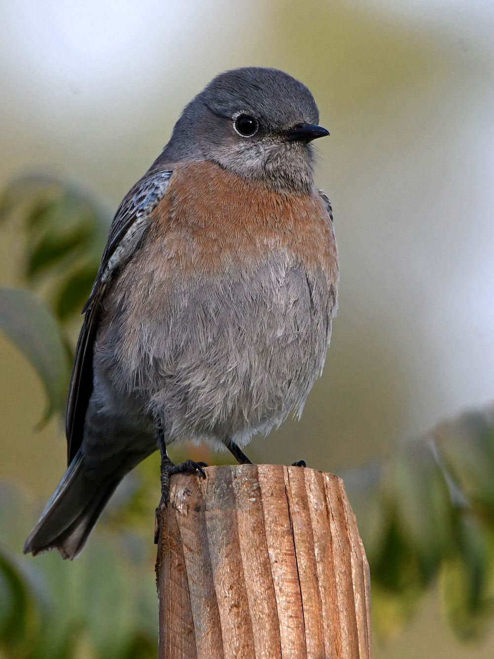 Bluebird3.jpg