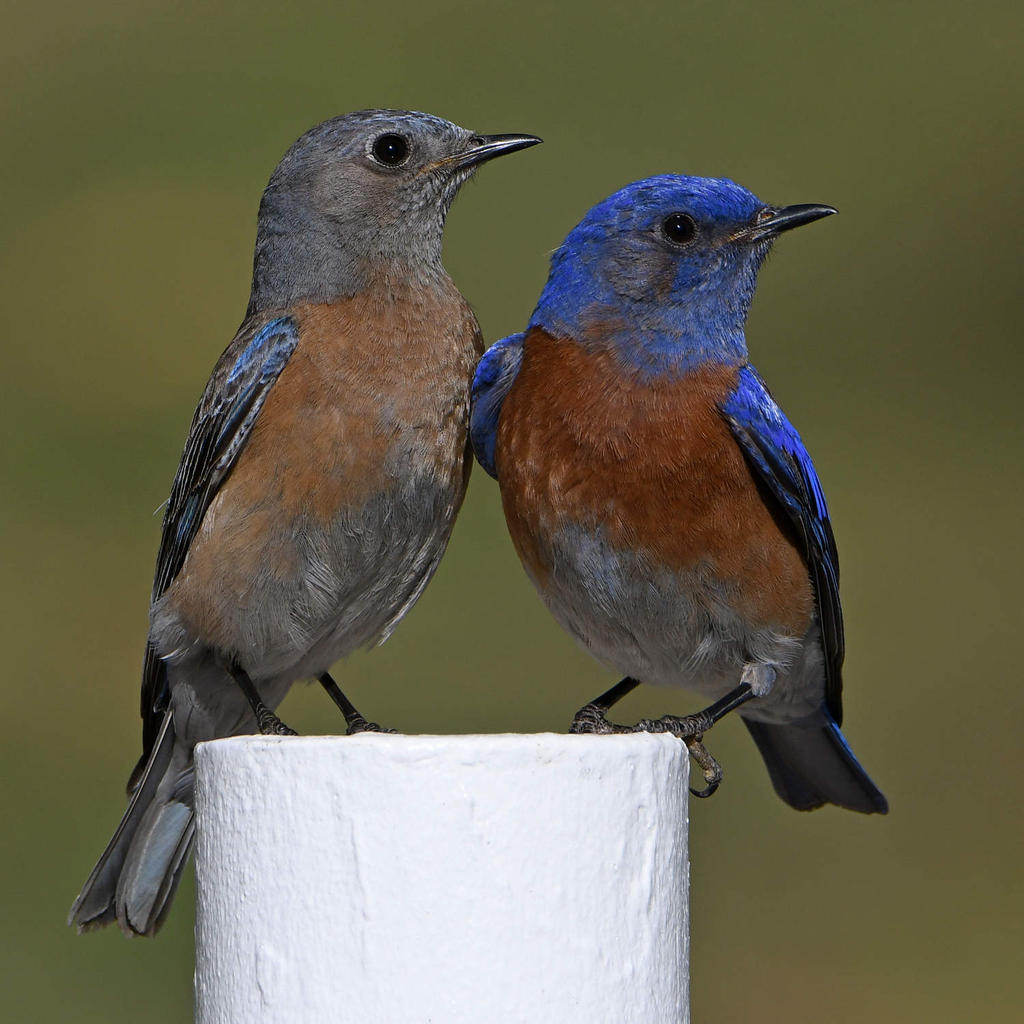 Bluebird30.jpg