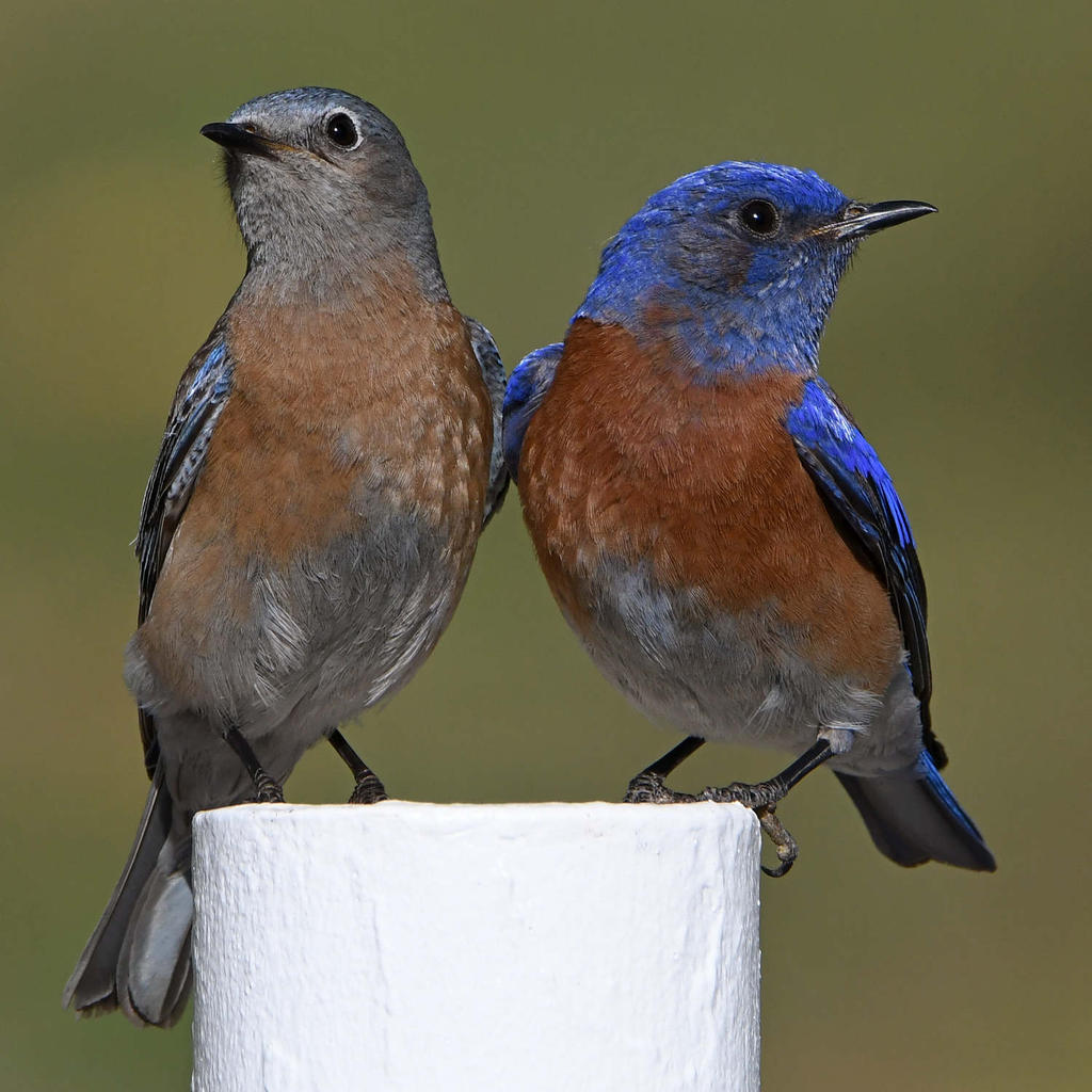 Bluebird32.jpg