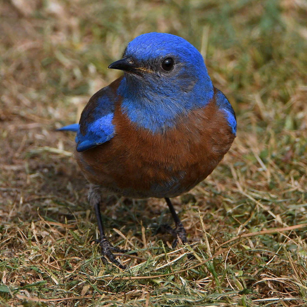 Bluebird32.jpg
