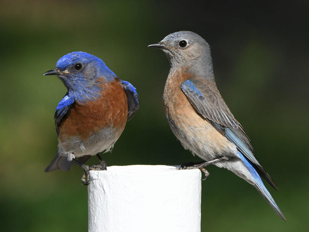 Bluebird34.jpg