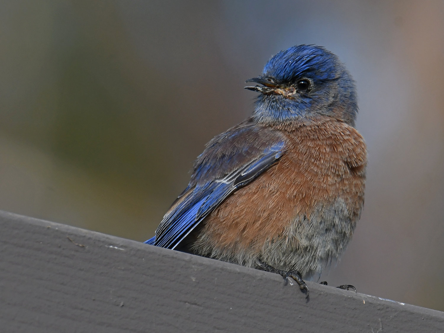 Bluebird3_2023_10_08.jpg