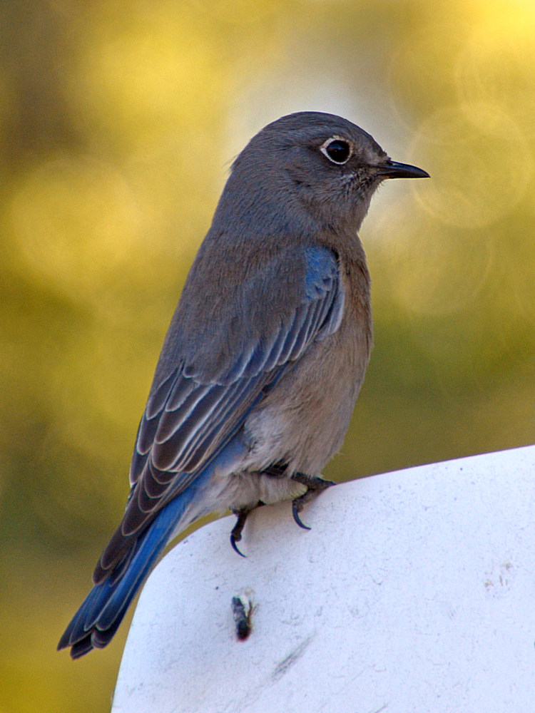 Bluebird4.jpg
