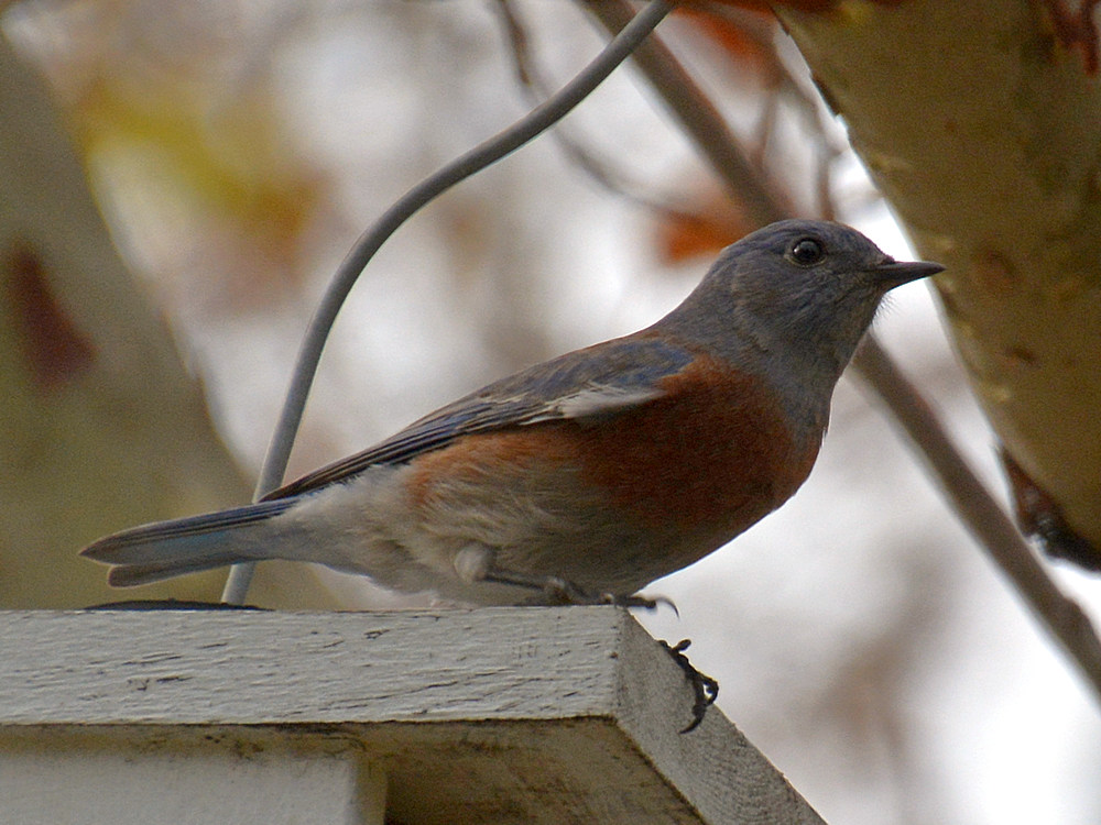 Bluebird4.jpg
