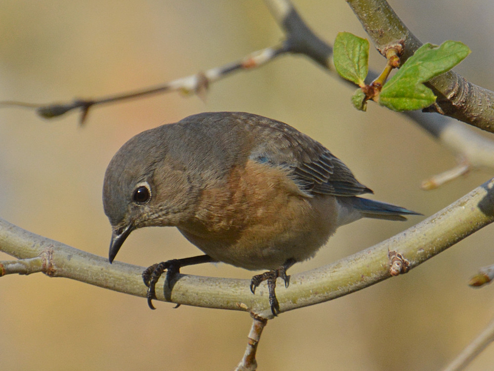 Bluebird4.jpg