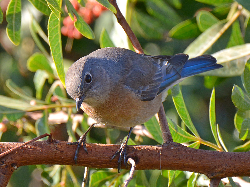 Bluebird4.jpg