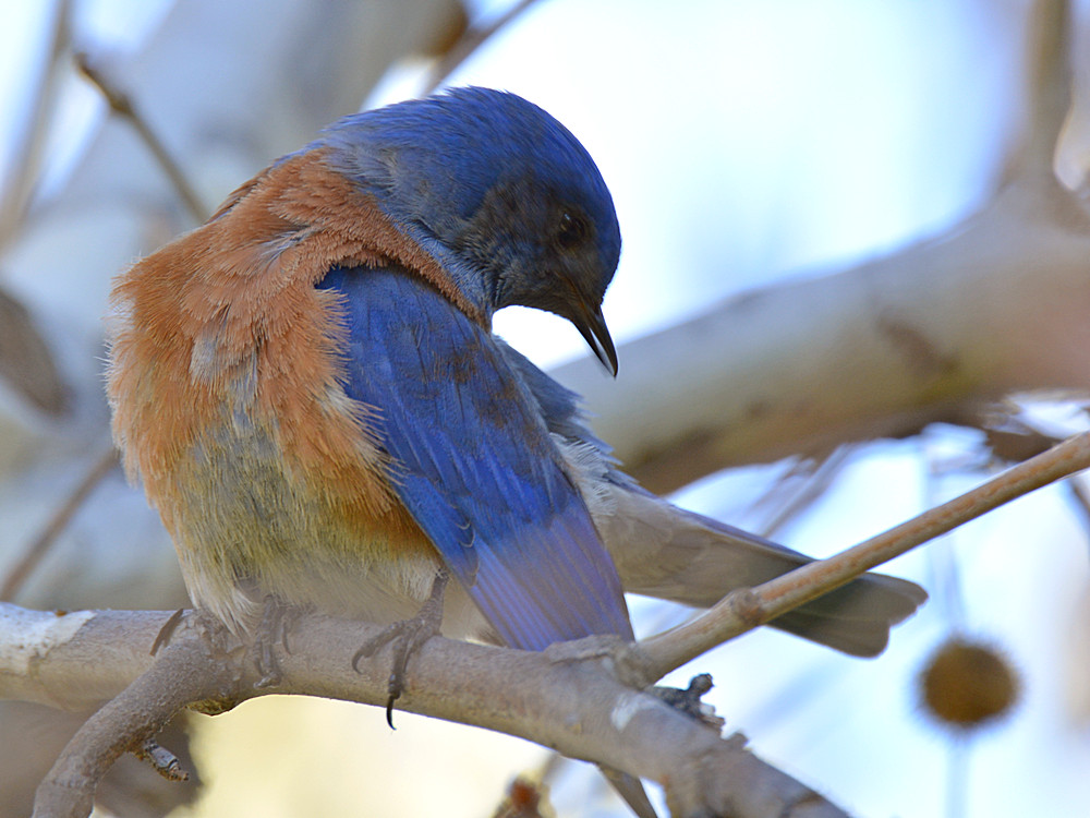 Bluebird4.jpg
