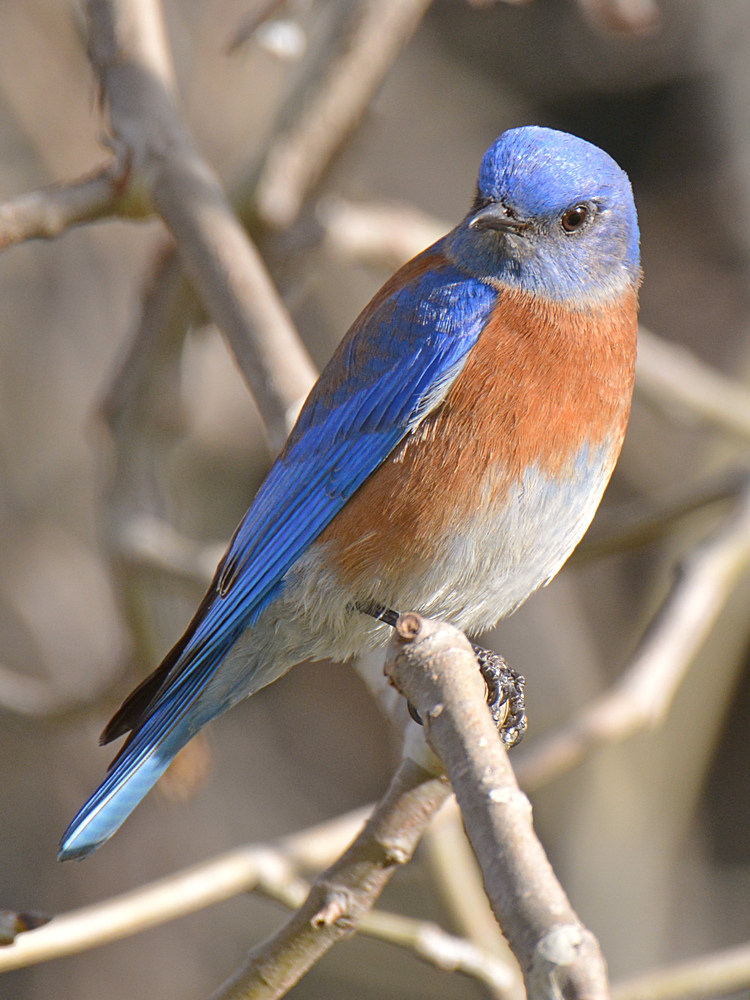Bluebird4.jpg