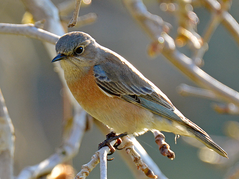 Bluebird4.jpg