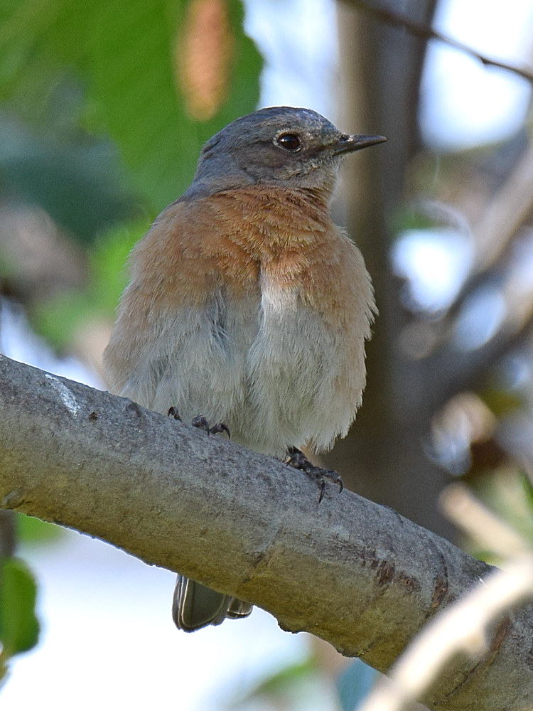 Bluebird4.jpg