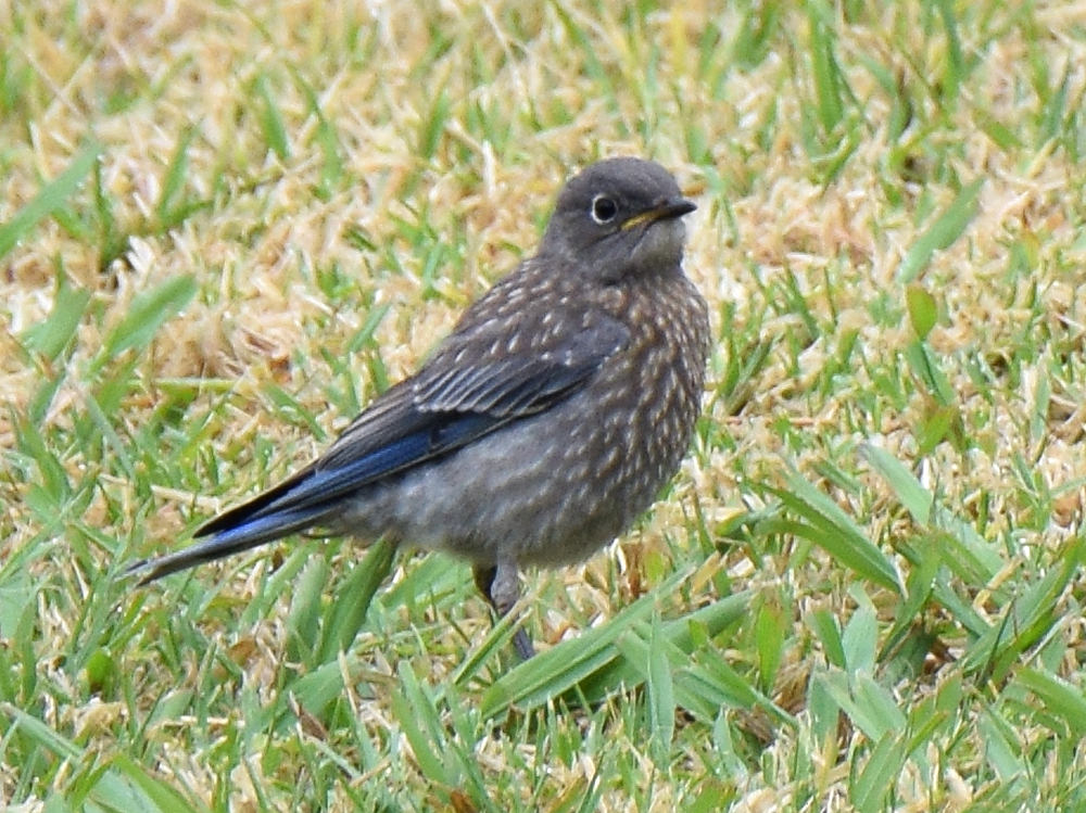 Bluebird4.jpg