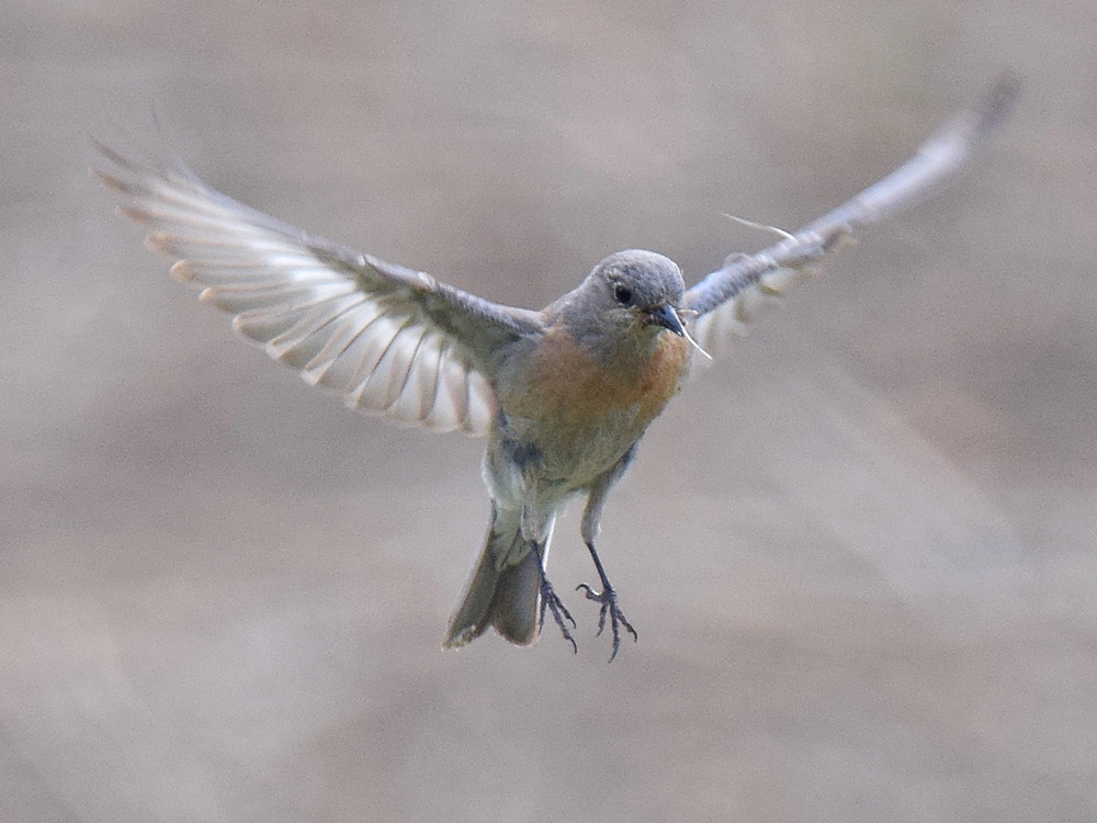 Bluebird4.jpg