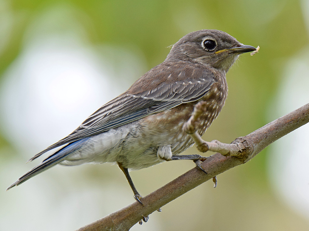 Bluebird4.jpg