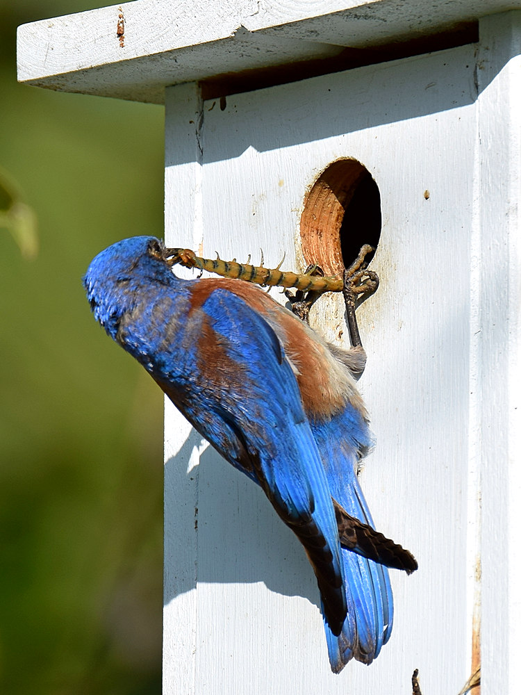 Bluebird4.jpg