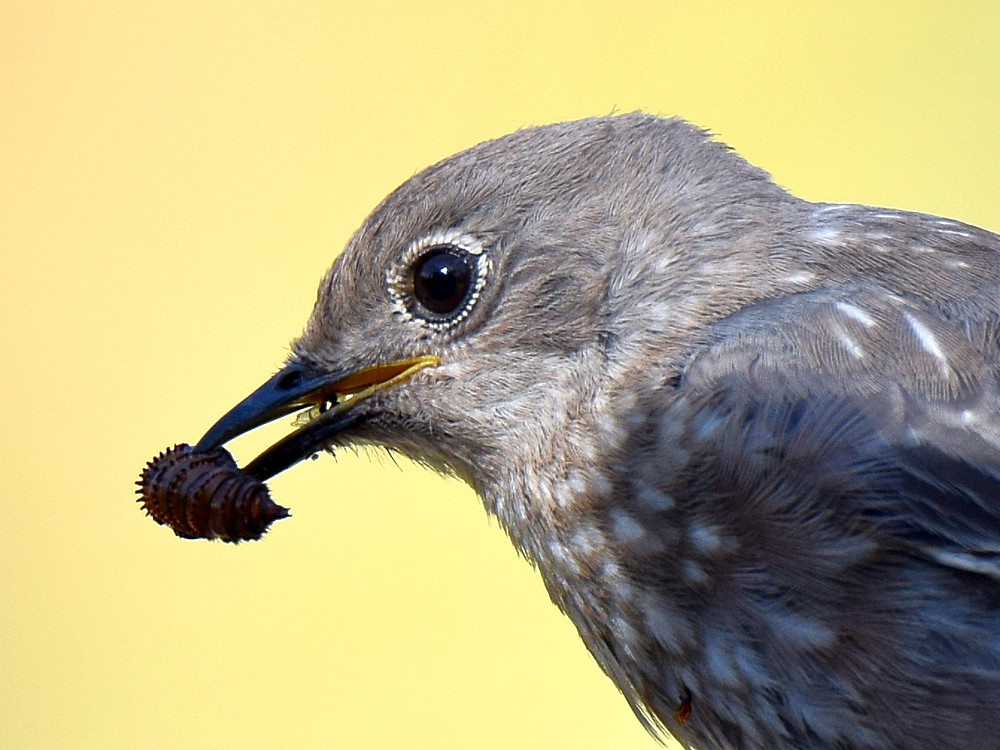 Bluebird4.jpg