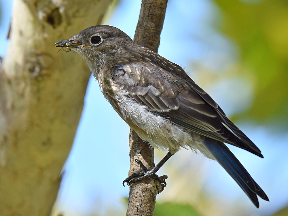 Bluebird4.jpg