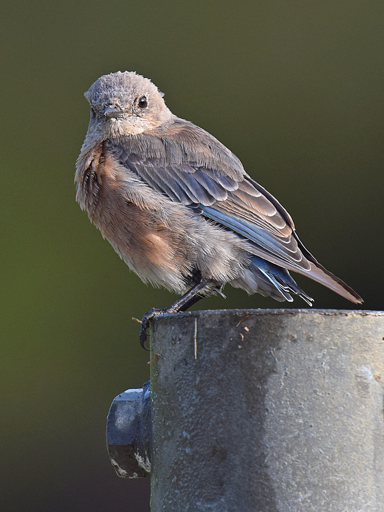 BlueBird4.jpg