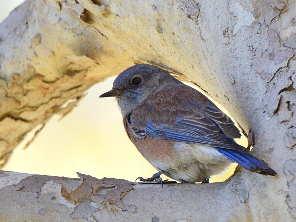 Bluebird4.jpg