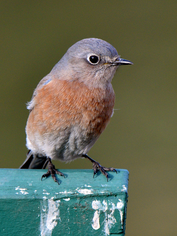 Bluebird4.jpg