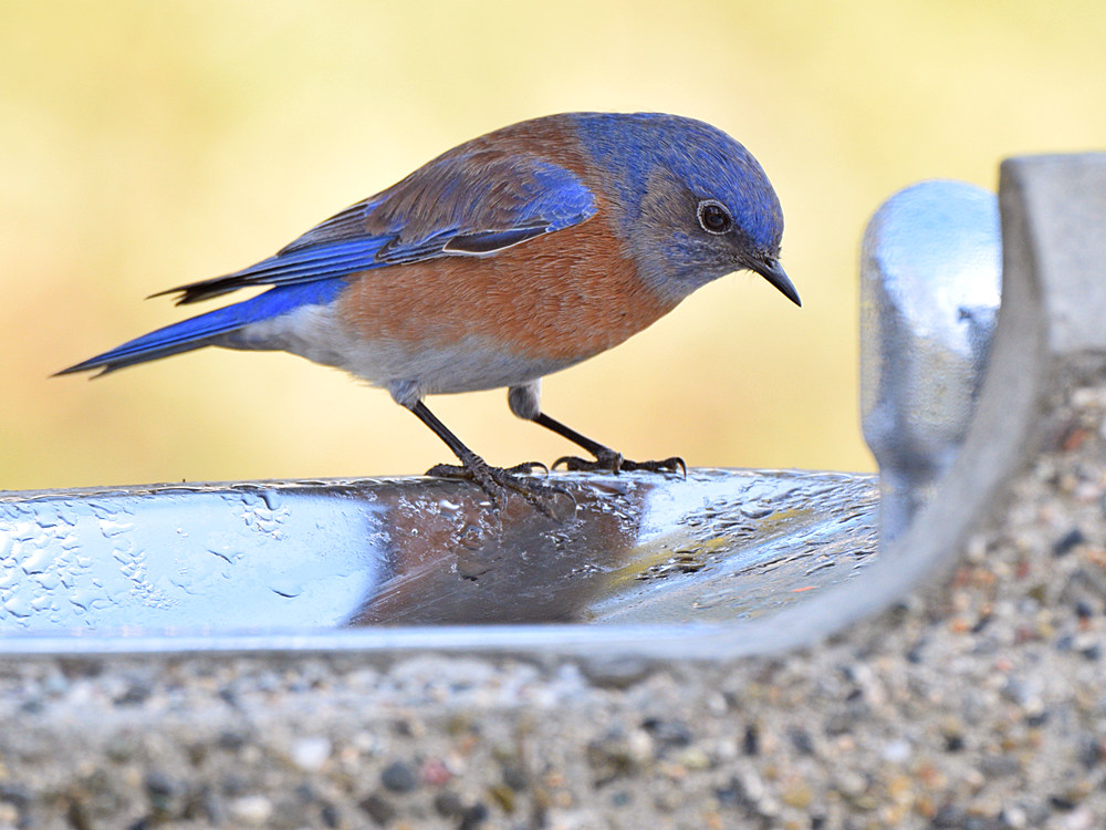 Bluebird4.jpg