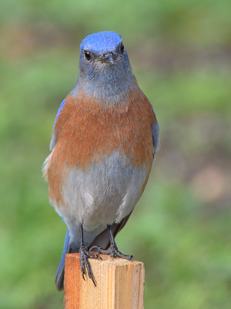 Bluebird4.jpg