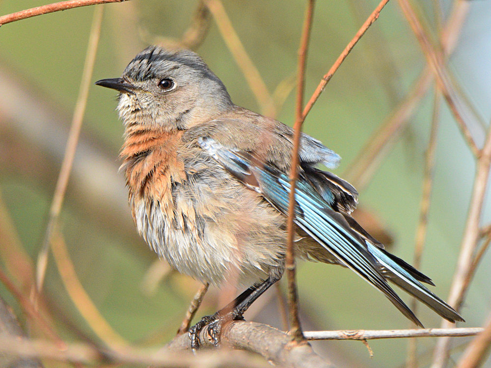 Bluebird4.jpg