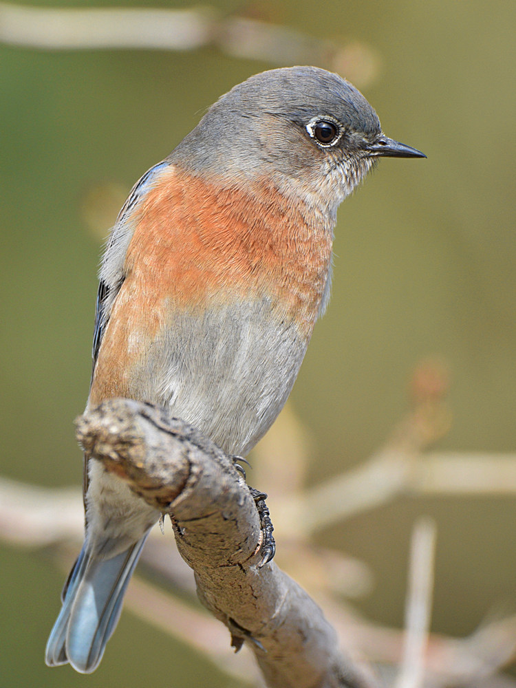 Bluebird4.jpg