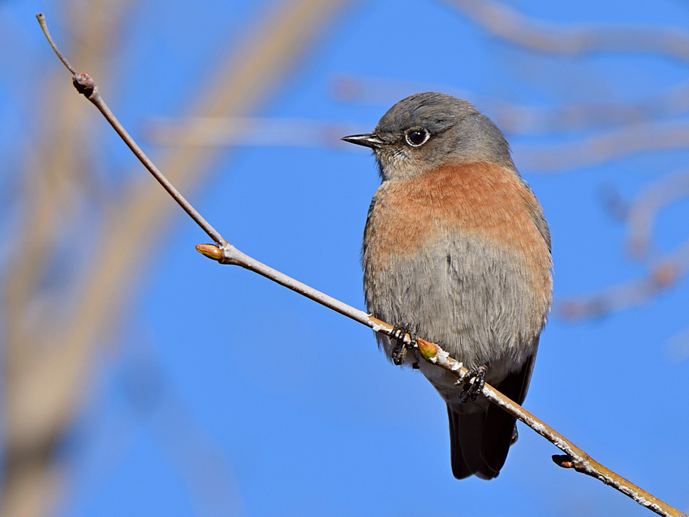 Bluebird4.jpg