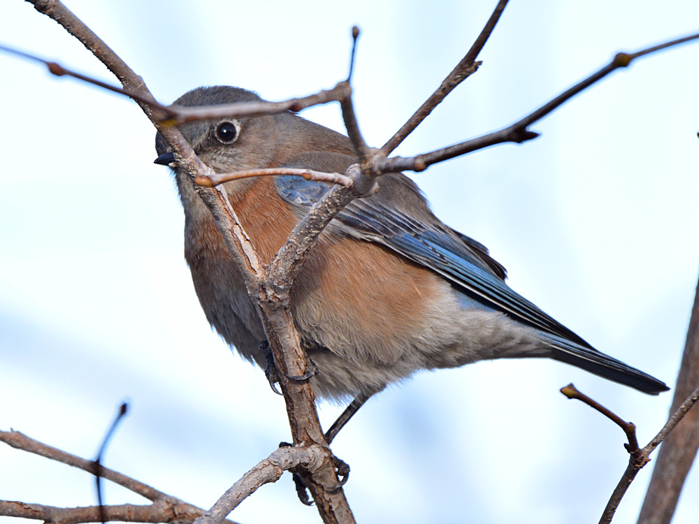 Bluebird4.jpg