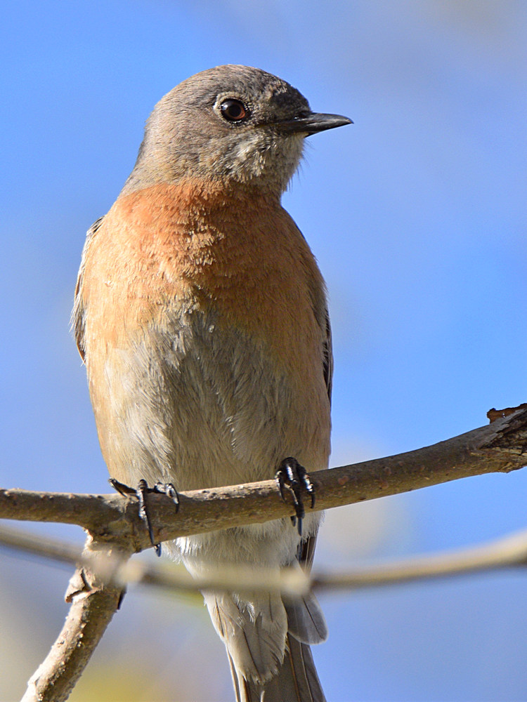Bluebird4.jpg