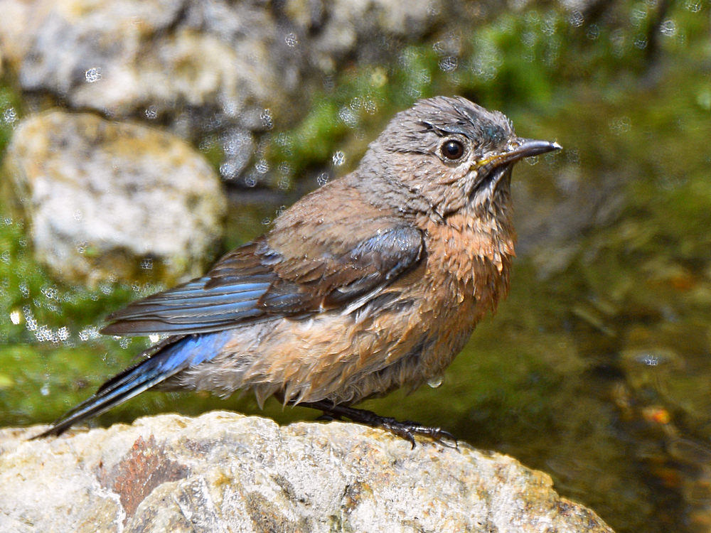 Bluebird4.jpg