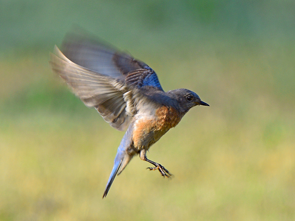 Bluebird4.jpg