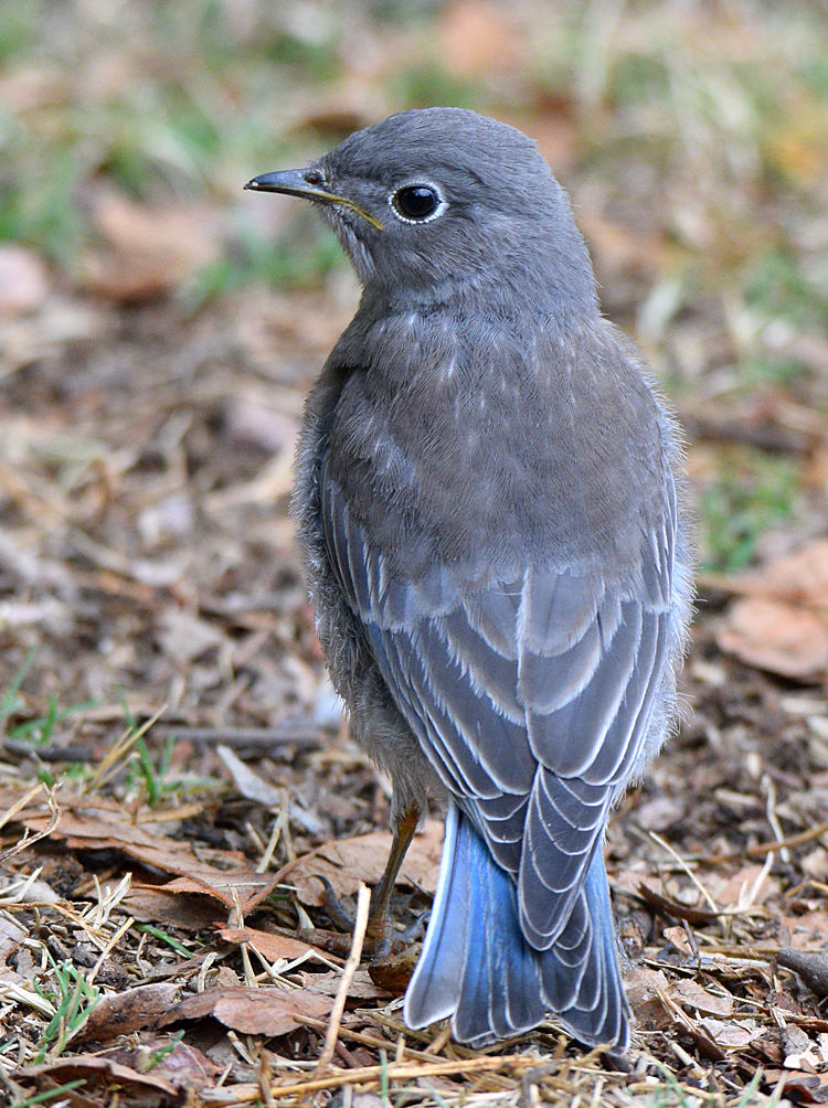Bluebird4.jpg