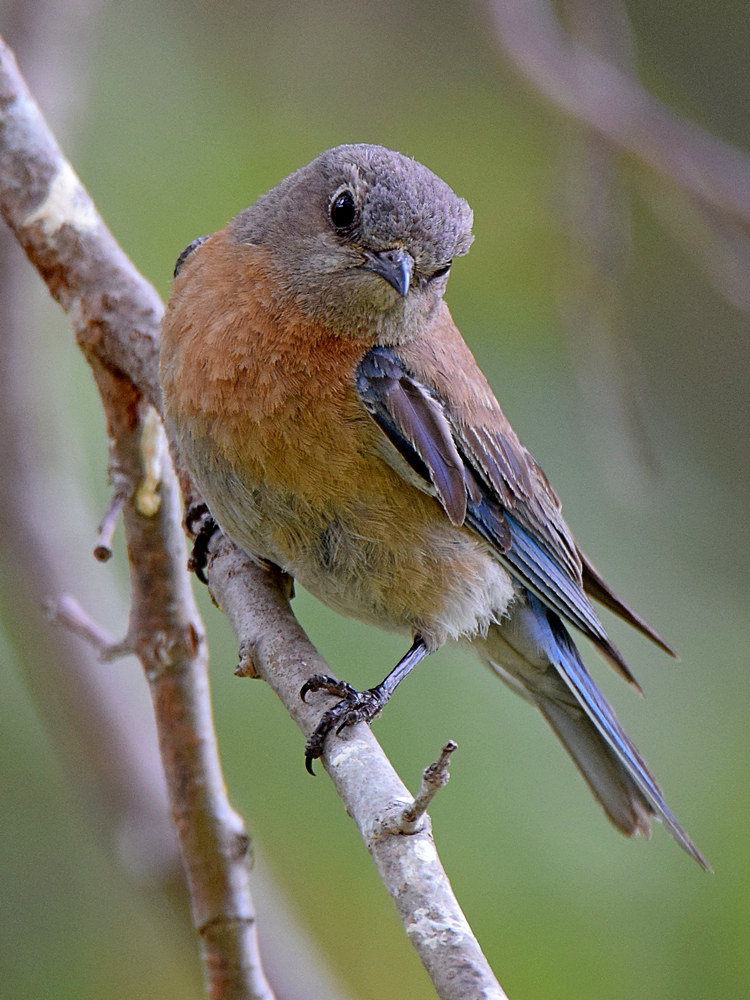 Bluebird4.jpg
