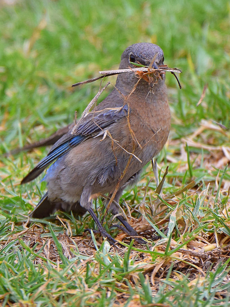 Bluebird4.jpg