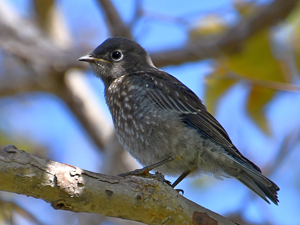 Bluebird4.jpg