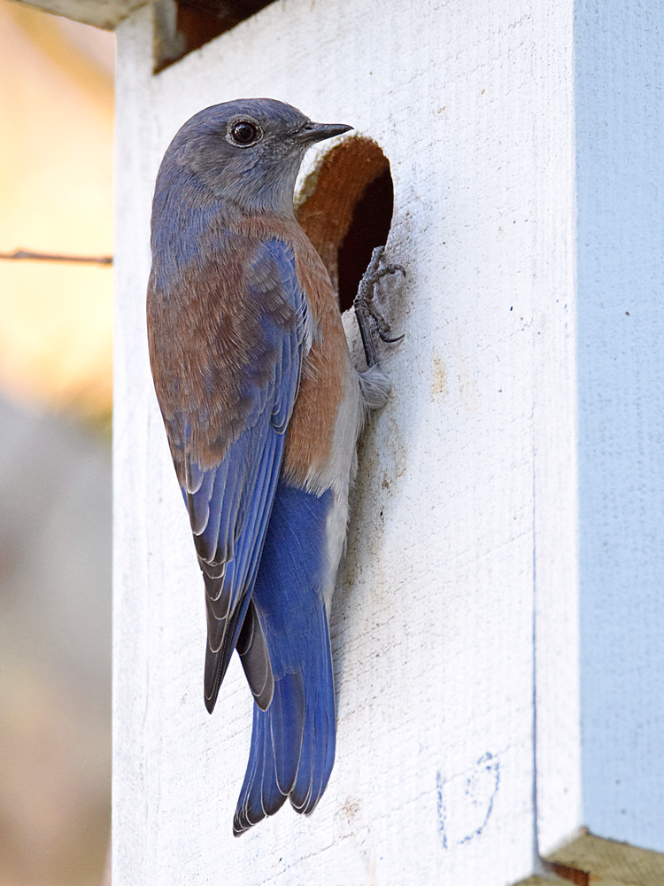 Bluebird4.jpg