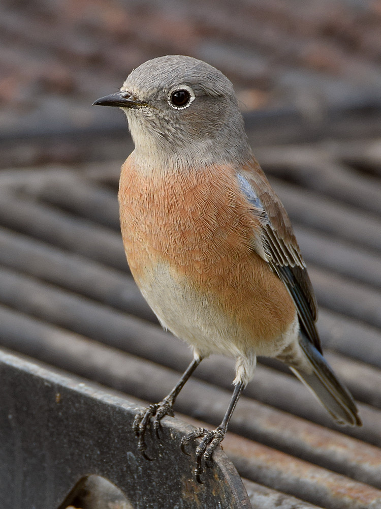 Bluebird4.jpg