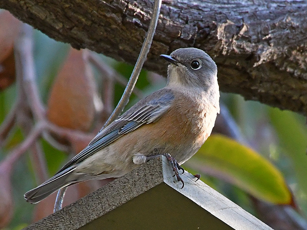 Bluebird4.jpg