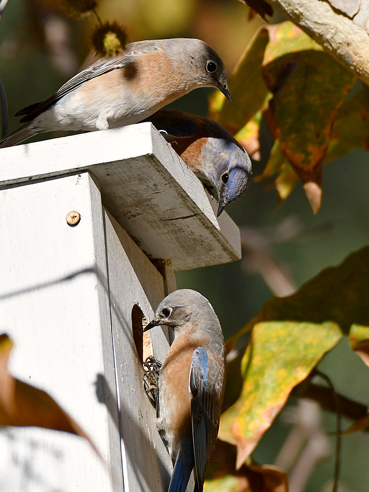 Bluebird4.jpg
