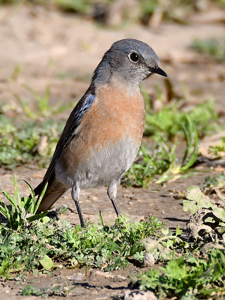Bluebird4.jpg